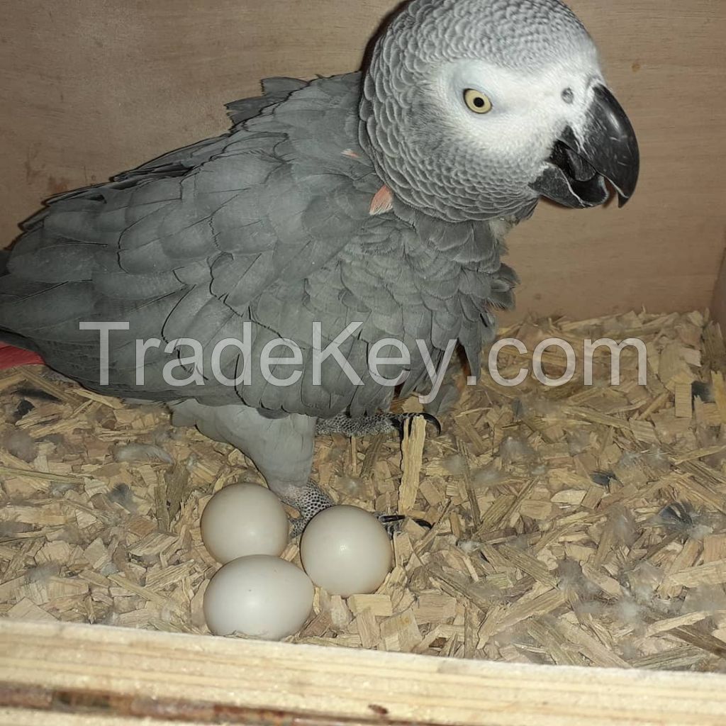 fertile and candle tested parrot birds chicken ducks eggs