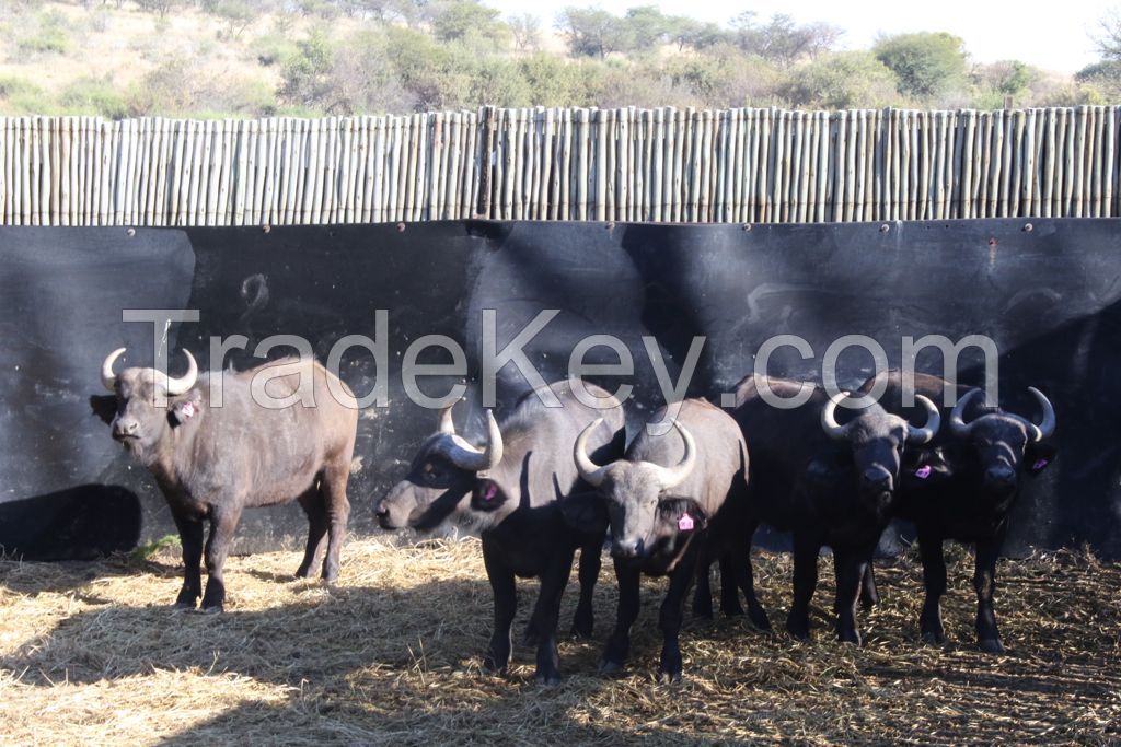 Buffalo Cows cattle goats piglets chicken eggs Buffalo Bull