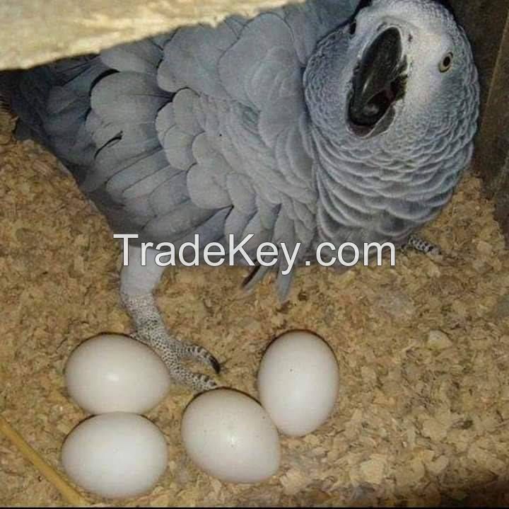 fertile and candle tested parrot birds chicken ducks eggs