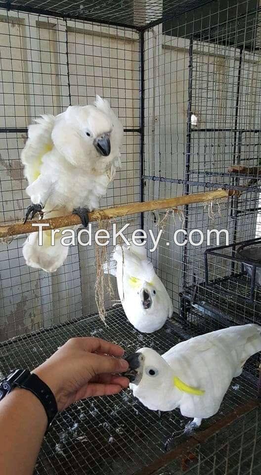 Parrots and Fertile parrot eggs Available now