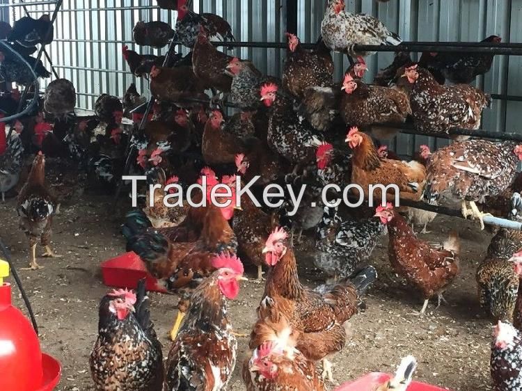 Fertile Eggs fowls chicken chicks poultry eggs parrots birds hens rooster