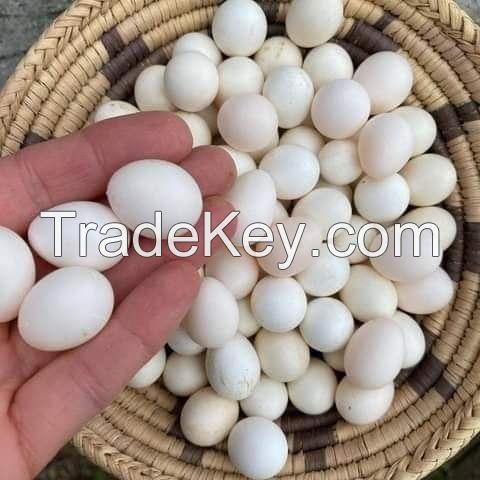 Parrots and Fertile parrot eggs Available now