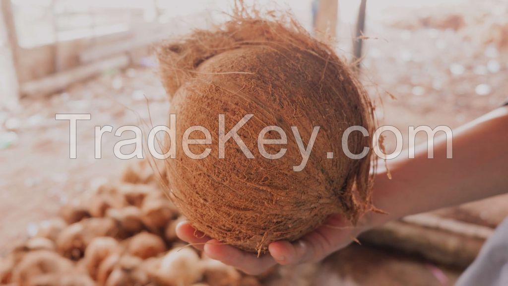 SEMI HUSKED COCONUT