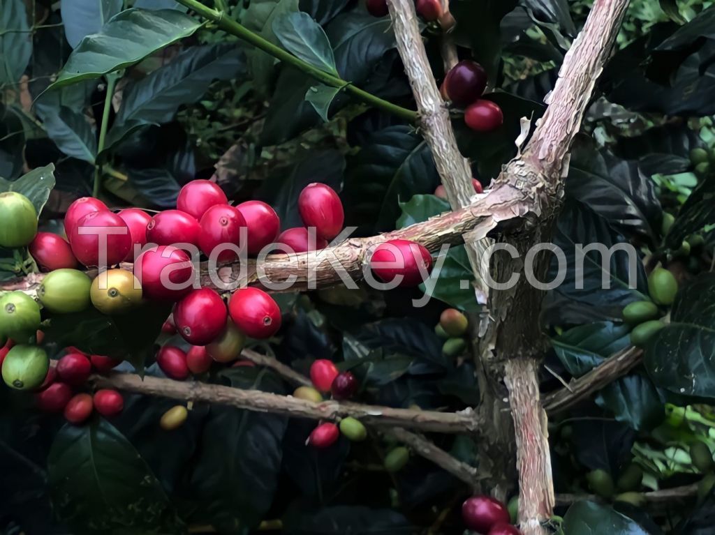 Arabica Coffee Been (Kintamani)