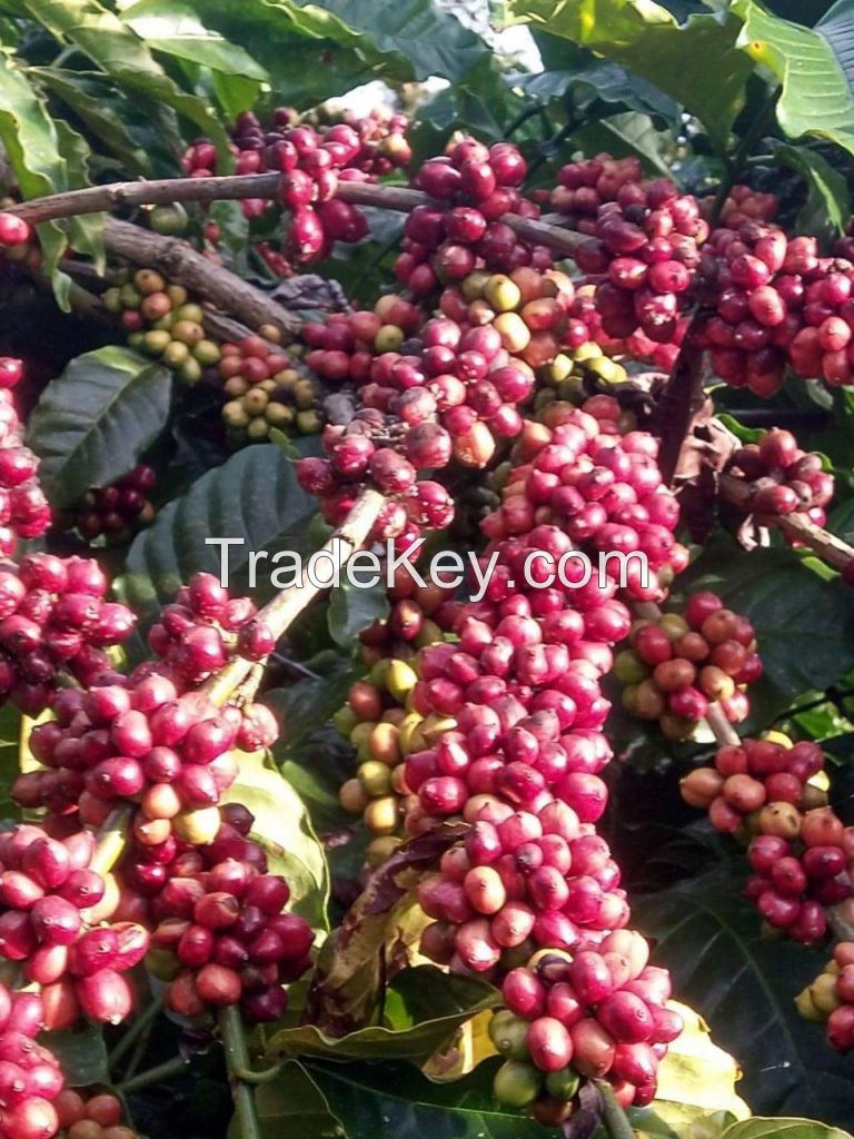 Robusta coffee beans