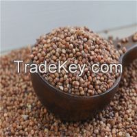 SORGHUM