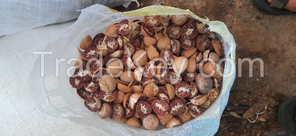 Betel Nuts Natural From Indonesia