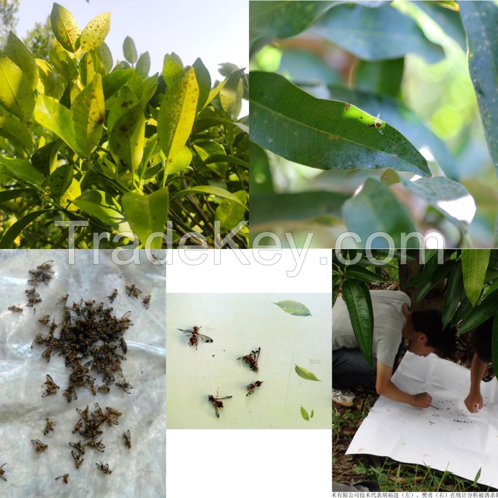 Great Fruit Fly Bait