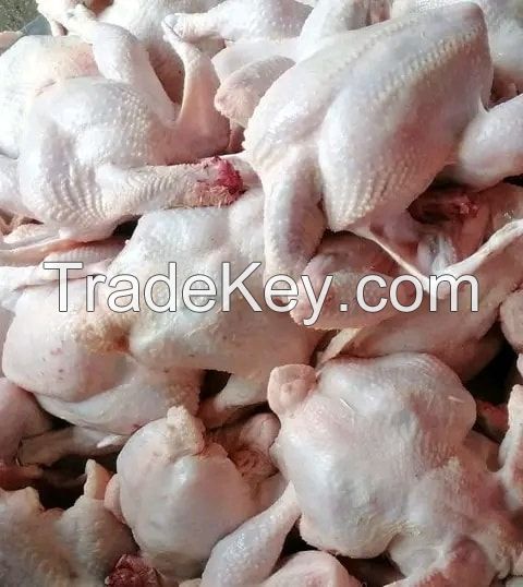 TOP QUALITY HALAL WHOLE FROZEN CHICKEN