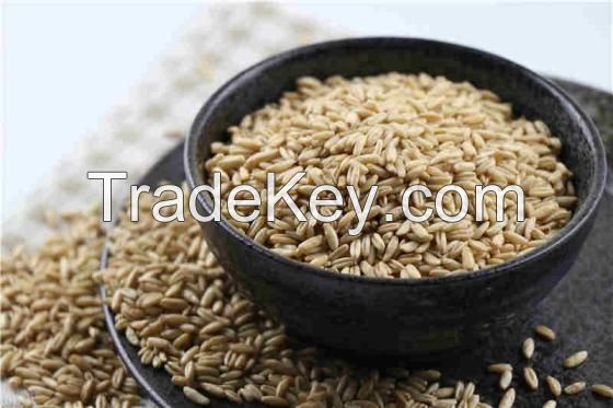 100% Premium Oat Grain