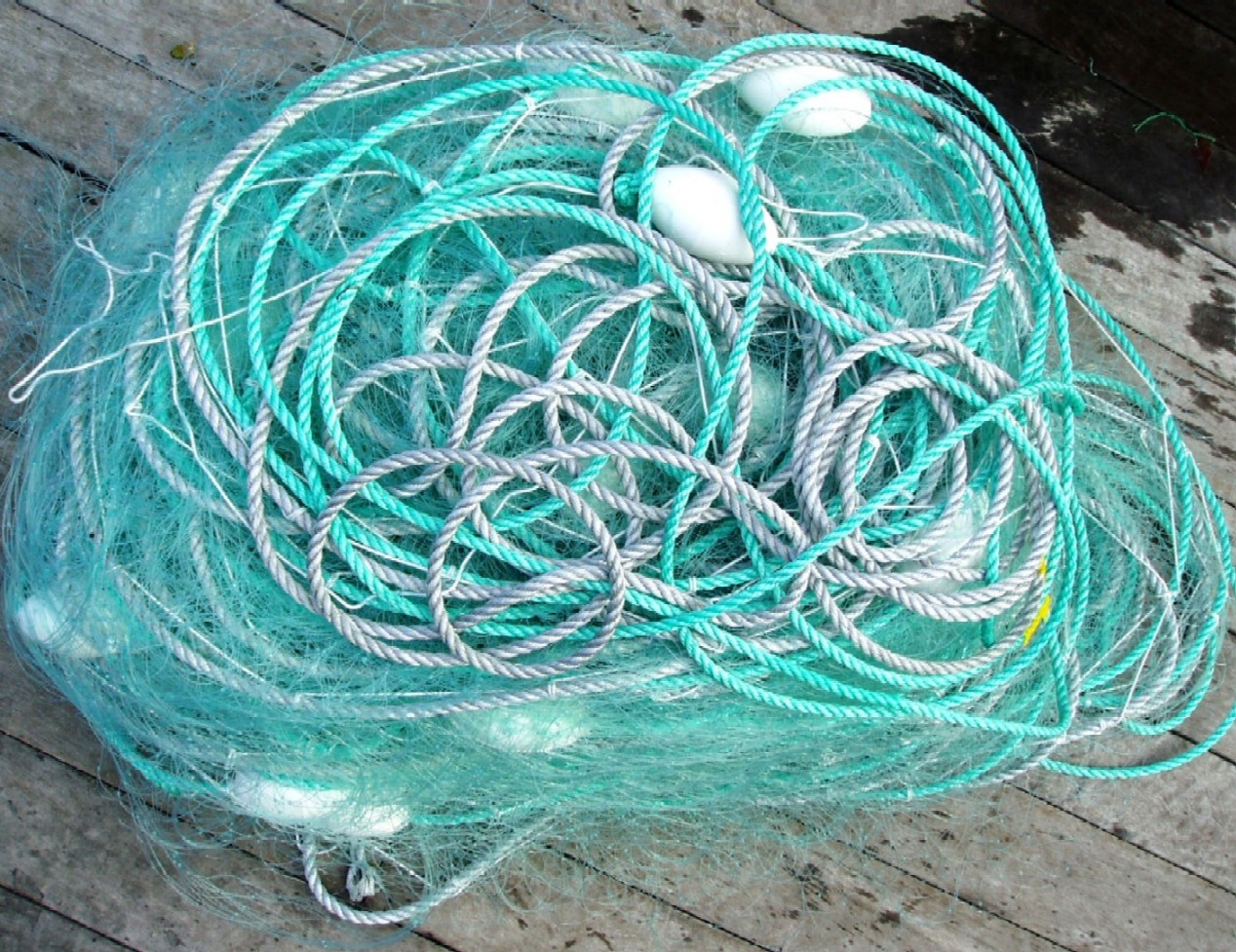 KINGSKIWI NETTING
