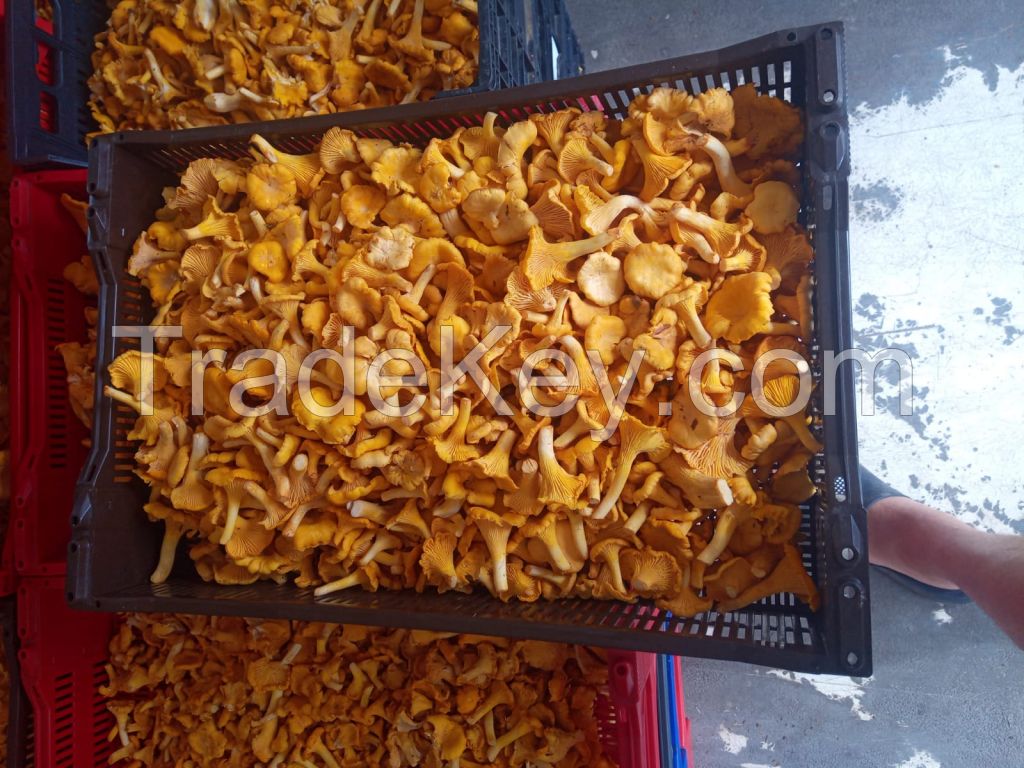 Chanterelles Mushroom