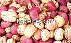 KOLA NUT