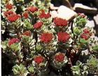 Rhodiola extract(Hanzhong TRG Biotech Co.,Ltd)