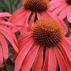 Echinacea Purpurea extract