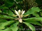 Magnolia Bark Extract