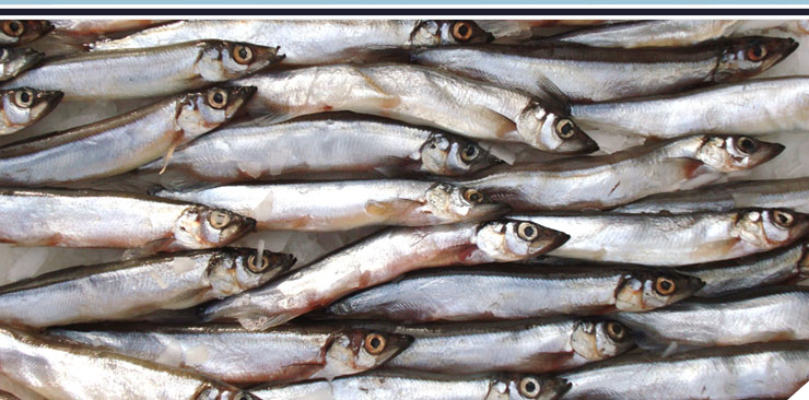 Capelin (mallotus villosus)