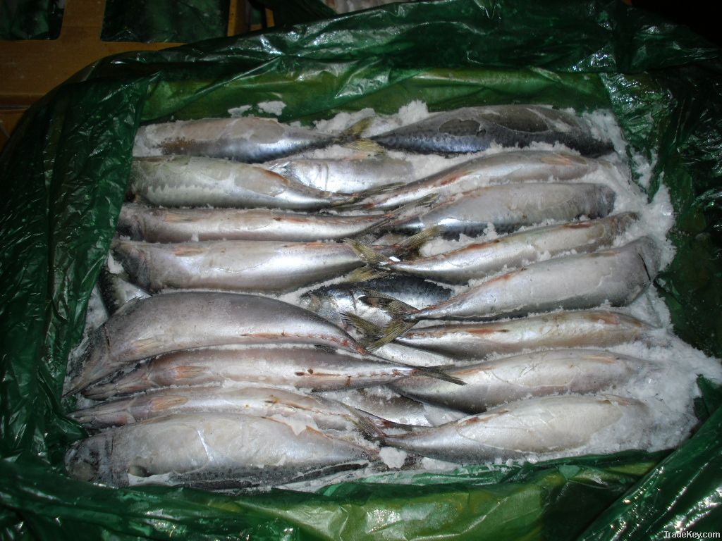 Mackerel Raw materials