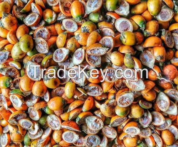 betel nut / areca nut