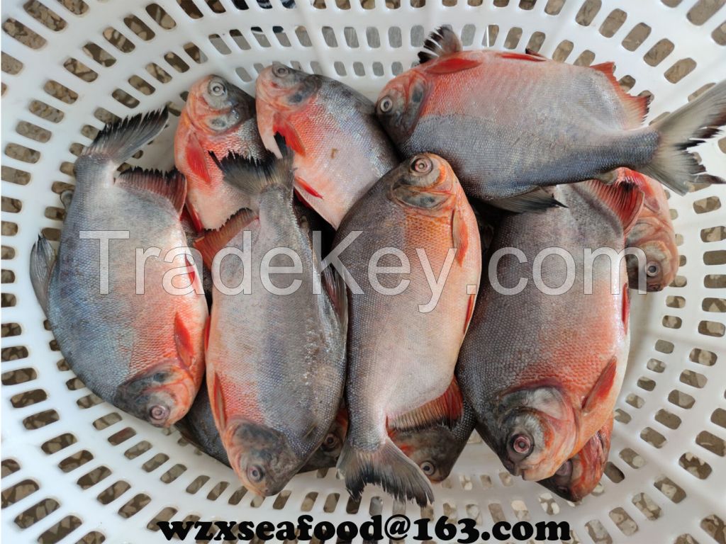 Frozen Red Pomfret  Piaractus Brachypomus export