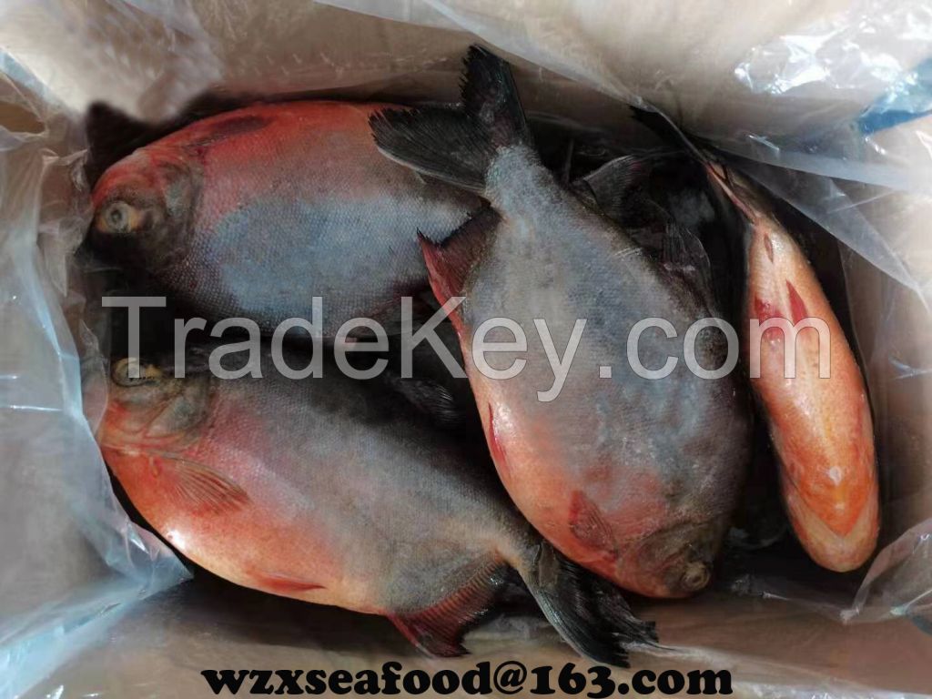 Frozen Red Pomfret  Piaractus Brachypomus export