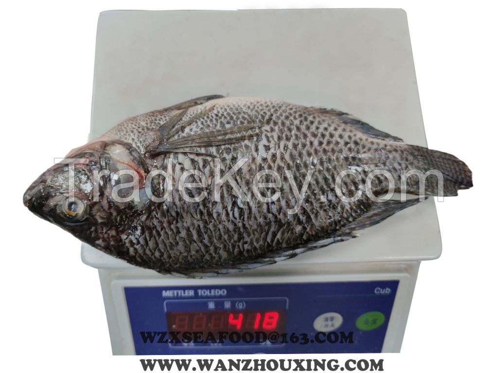 Frozen Tilapia gutted &amp;amp; scaled  Orechromis Niloticus