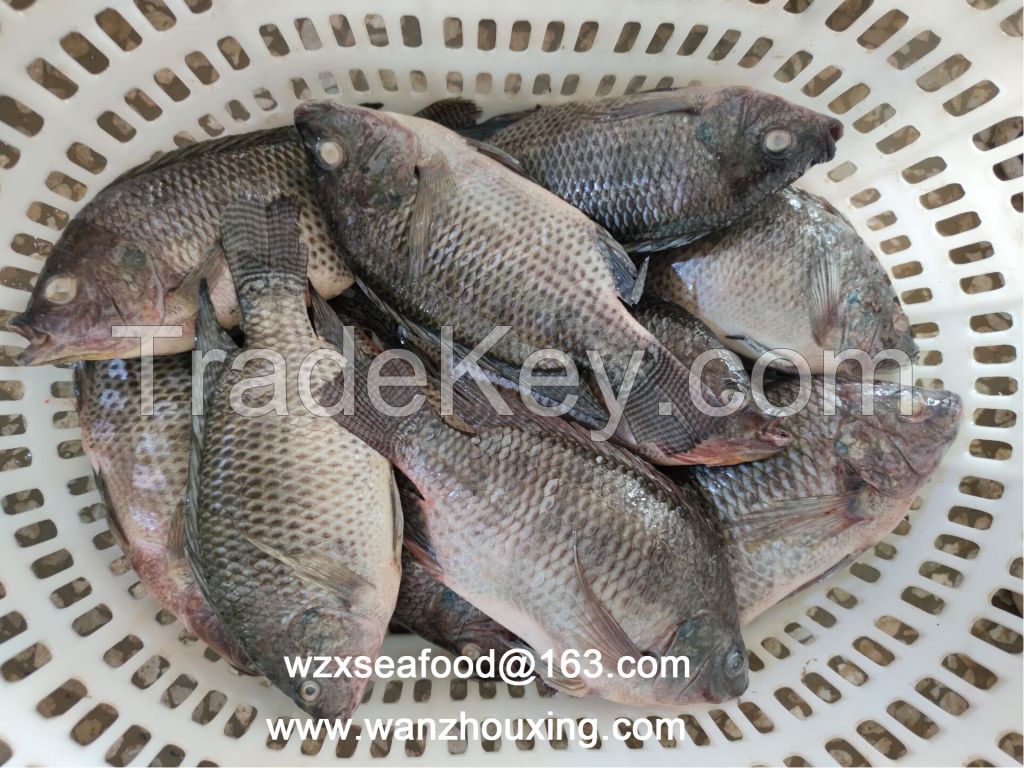 FrozenTilapia whole round Orechromis Niloticus