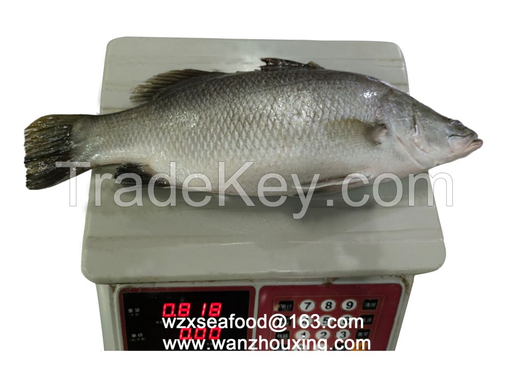 Frozen Barramundi Whole Round