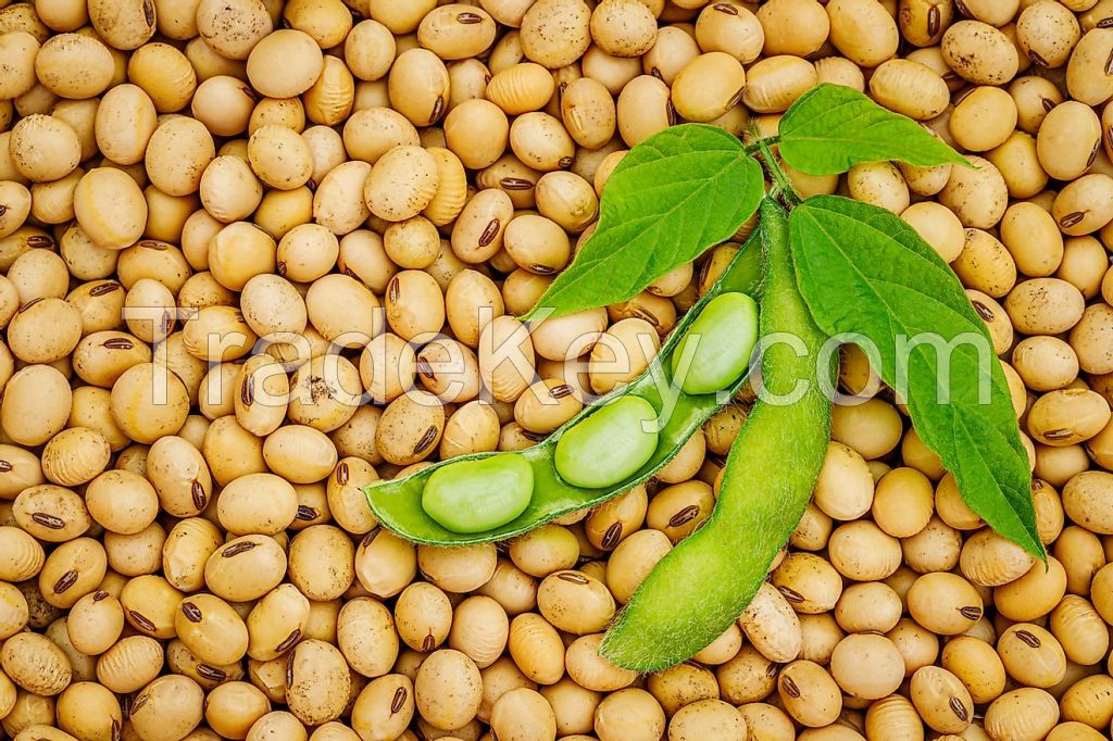 Soybeans 