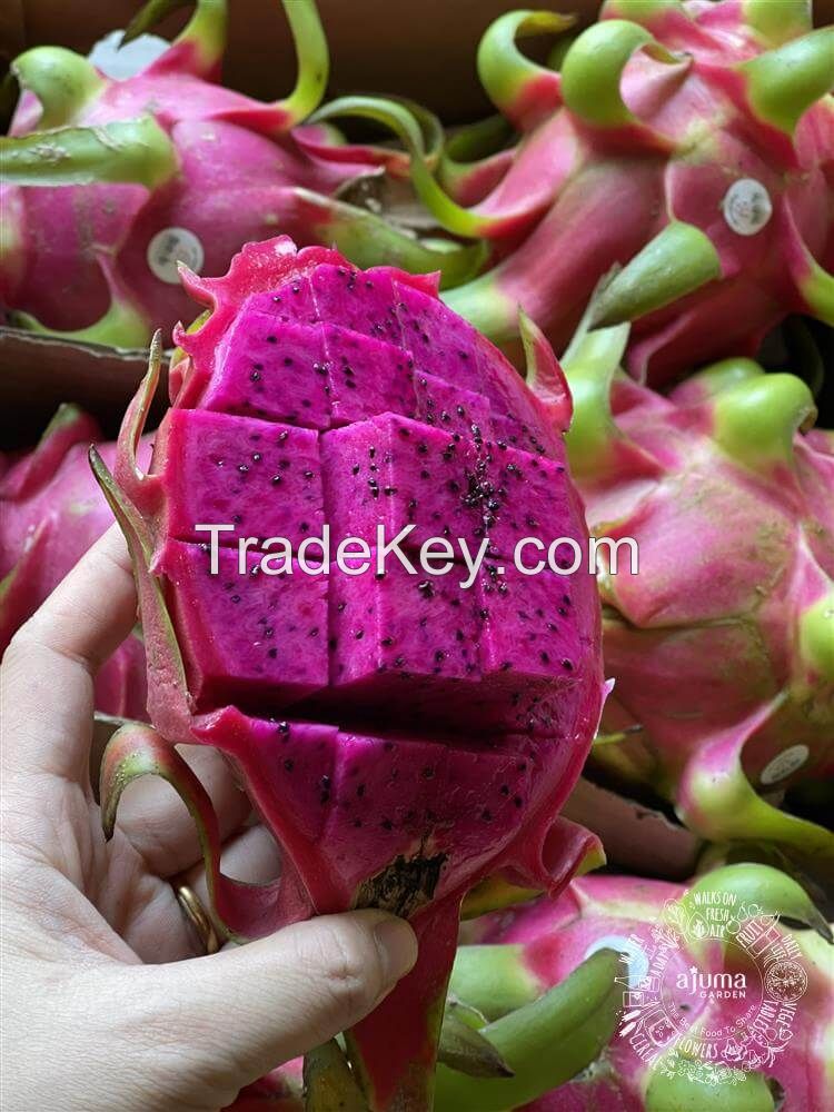 FRESH GRAGON FRUIT HIGH QUALITY FOR EXPORT- VIET NAM