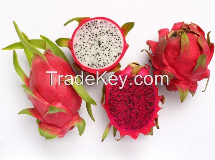 FRESH GRAGON FRUIT HIGH QUALITY FOR EXPORT- VIET NAM