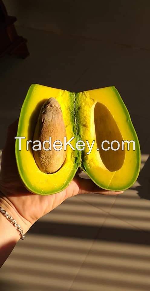 FROZEN AVOCADO HIGH QUALITY COMPETITIVE FOR EXPORT - VIET NAM