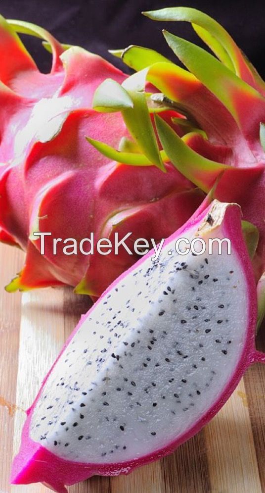 FRESH GRAGON FRUIT HIGH QUALITY FOR EXPORT- VIET NAM