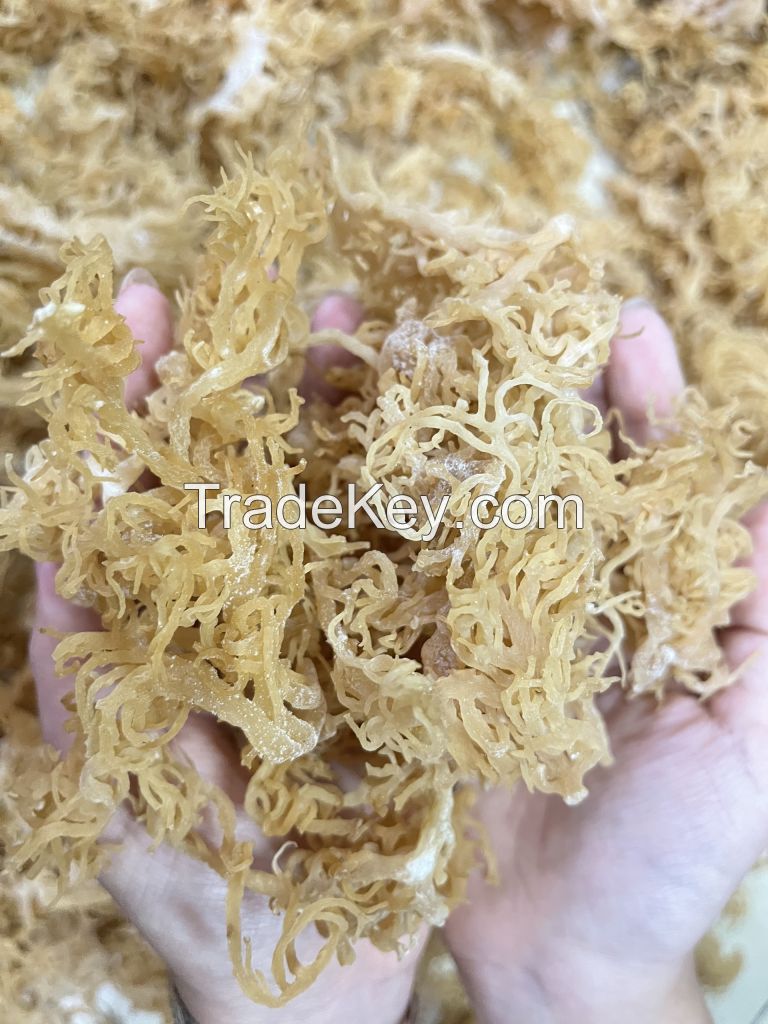 Premium new dry real sea moss Vietnam golden sea moss high quality //Ms.Daisy