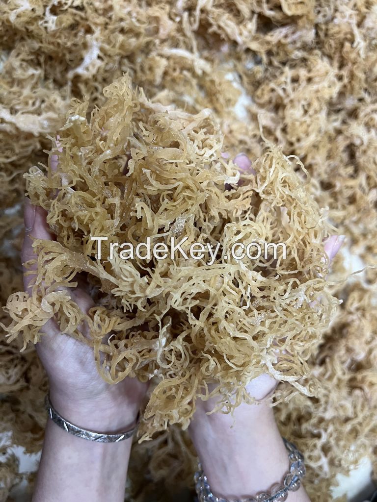 SEA MOSS VIET NAM DRIED BROWN/YELLOW SEAMOSS VIET NAM MANUFACTURE COMPETITIVE