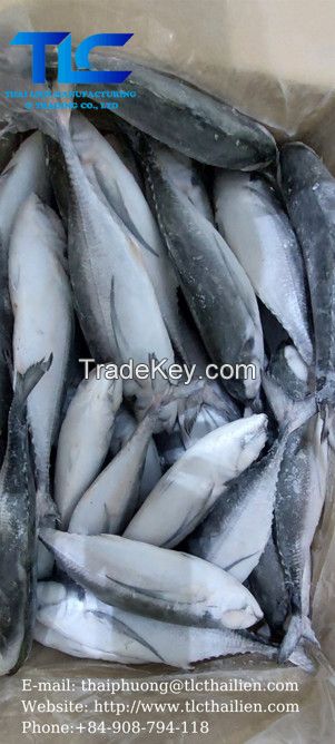 Horse Mackerel (THAI LIEN COMPANY, Ms.Fiona: +84.908.794.118 )