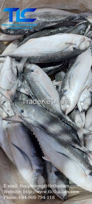 Horse Mackerel (THAI LIEN COMPANY, Ms.Fiona: +84.908.794.118 )