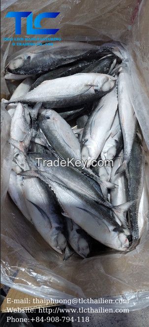 Horse Mackerel (THAI LIEN COMPANY, Ms.Fiona: +84.908.794.118 )