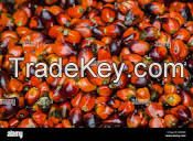 Oil Palm Fruit