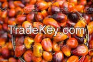 Oil Palm Fruit