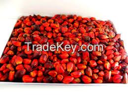 Oil Palm Fruit