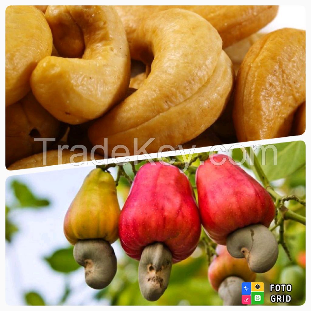 Cashew nut