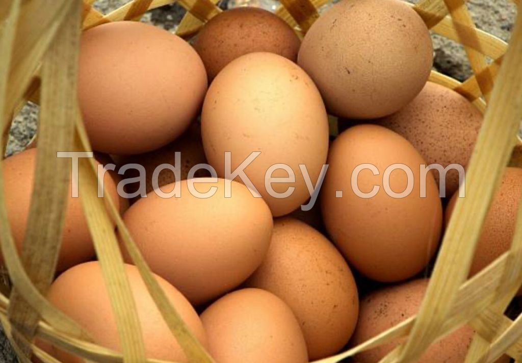 Products for &quot;Eggs packaging trays&quot;