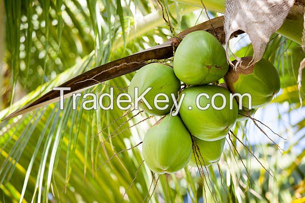 Tender Coconut