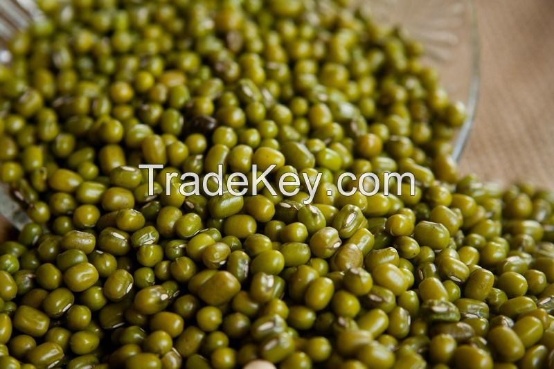 mung bean 