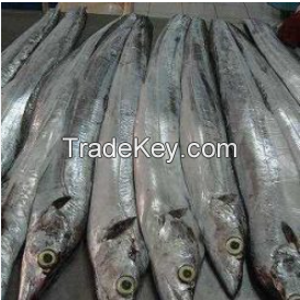 Ribbon Fish Balochistan Frozen Horse Mackerel, Salmon,Eel, Sea Bass Globefish & Tuna Fish