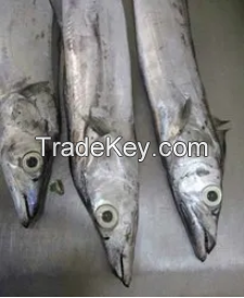 Ribbon Fish Balochistan Frozen Horse Mackerel, Salmon,Eel, Sea Bass Globefish & Tuna Fish