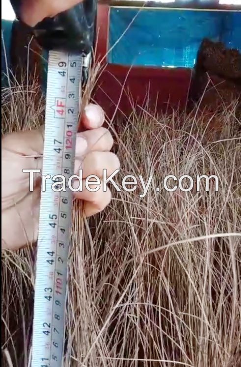 Coconut Broom Stick Indonesia