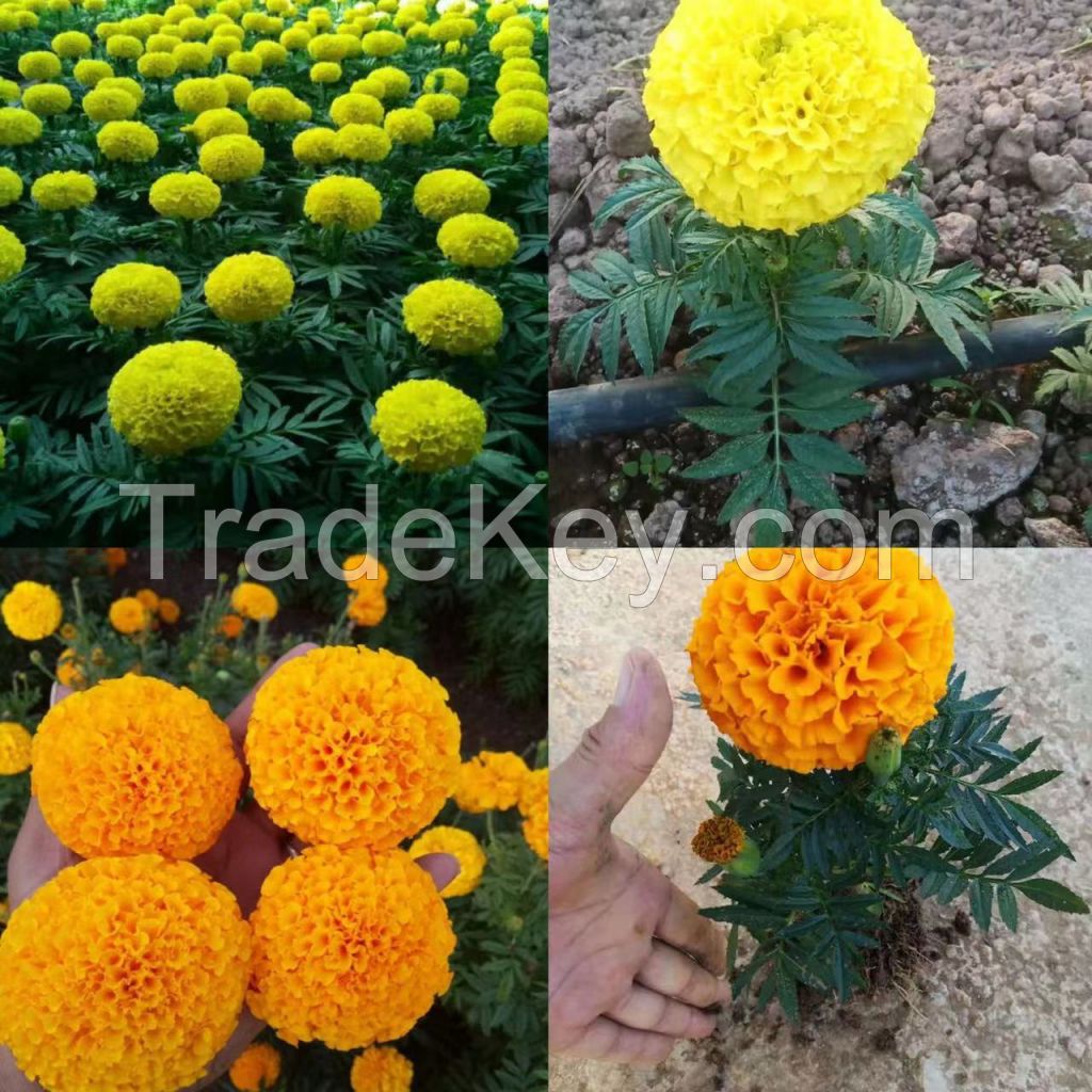 Marigold seeds