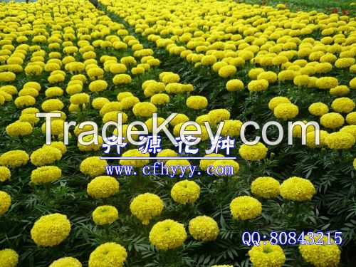 Marigold seeds